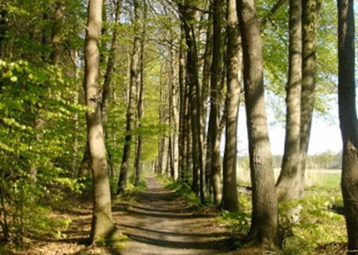 Ammerlaender * Westerstede